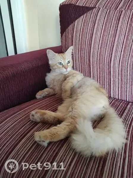 Perdido gato macho, Avenida Ronda de Melilla, 45, Alicante — gatito joven naranja claro, ojos claros y maullido ronco - photo
