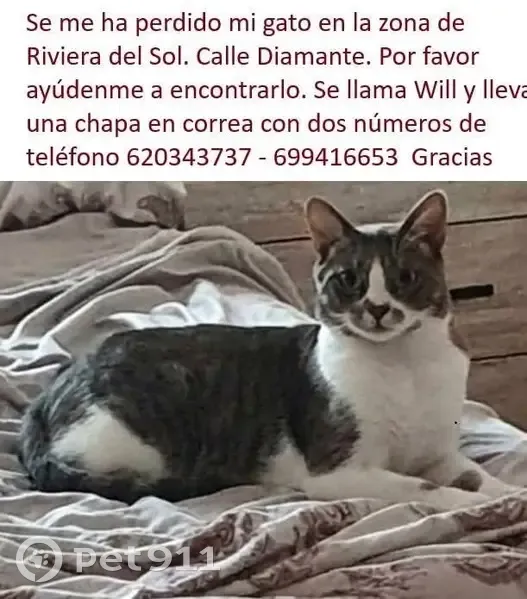 Perdido gato masculino, Calle Diamante de Riviera, 33, Mijas, Fuengirola - gris y blanco con collar y chapa identificativa - photo