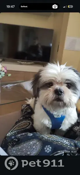 Perdido perro masculino, Carrer Piulo, Paterna - Shih tzu blanco con manchas grises - photo