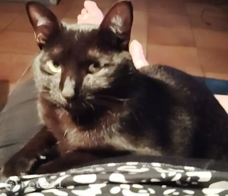 Chat perdu, Rue de Flins, 324, Bouafle — mâle, noir avec reflets marron - photo