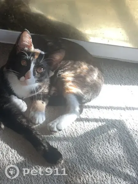 Lost cat, Viking Place, 523, Jeffersonville - photo