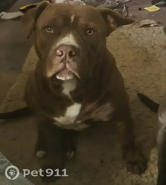Missing dog Male, St. Louis (usl540480) - photo