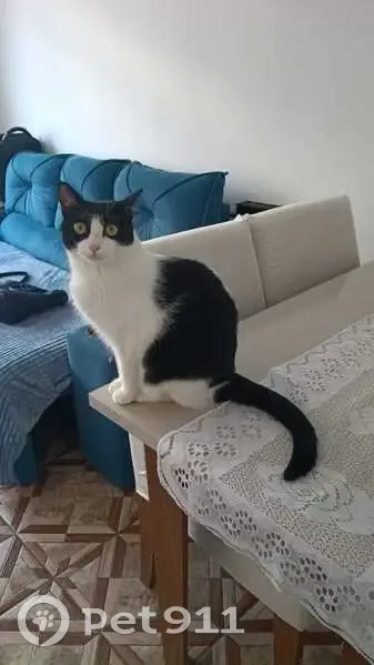 Perdido gato fêmea, Rua Claudino Pinto, São Paulo - preta e branca, saiu do apartamento - photo