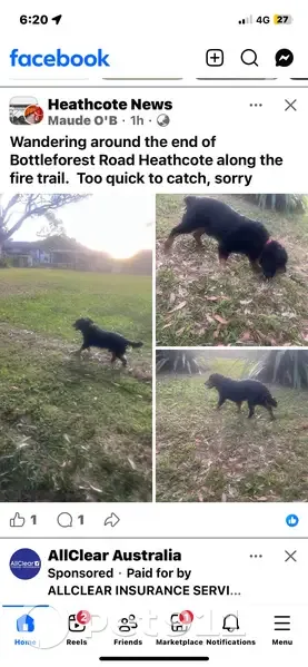 Lost dog, male, Bottle Forest Road, 2C, Sutherland Shire Council, Heathcote — 14-year-old cocker spaniel - photo