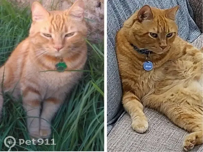 Perdido gato macho, Rua Ernesto Augusto Cleto, 297 - idoso, grande, laranja, olhos verdes - photo