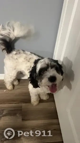 Lost dog, Cannon Road, Delaware, New Castle - black and white - photo
