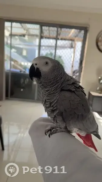 Lost bird, Cumberland City Council, New South Wales, Melbourne - male, grey with red tail - photo