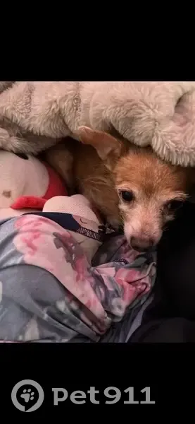 Lost dog, North Emory Avenue, 649, Kissimmee - female - photo