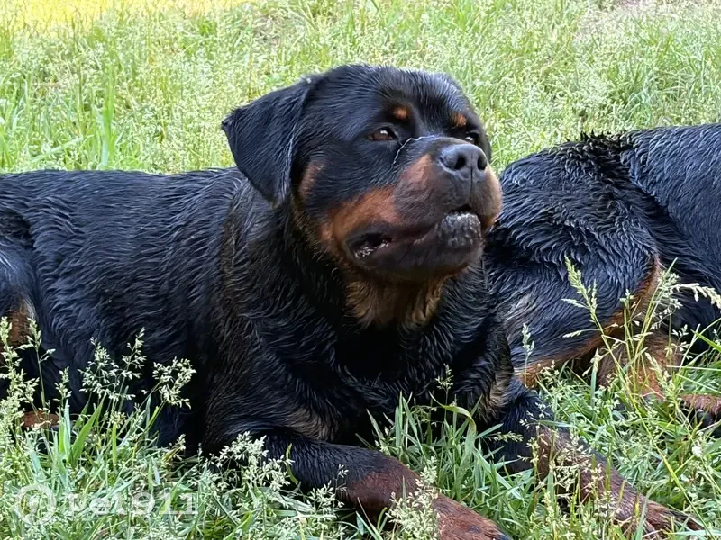 Lost dog, Barnes Road, 6300, Millington, Arlington - female, tan and black Rottweiler - photo