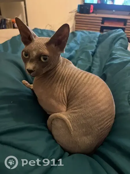 Chat perdu femelle, Rue de Schifflange, 77, Drusenheim, Strasbourg - chatte Sphynx - photo