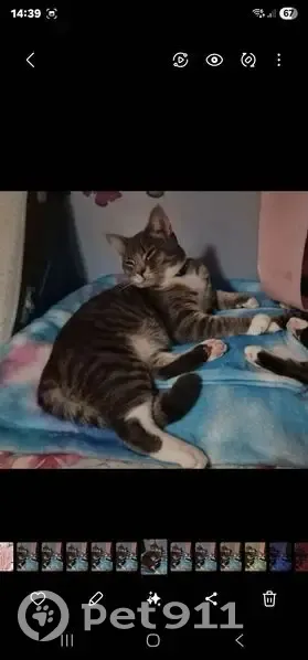 Lost cat, Moorland Avenue, Gildersome, Gildersome - male British Blue tabby - photo