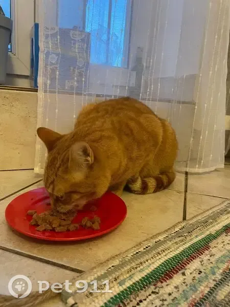 Chat perdu mâle, Place du Peuple, 3, Saint-Étienne, Le Petit-Quevilly - roux, très affectueux - photo