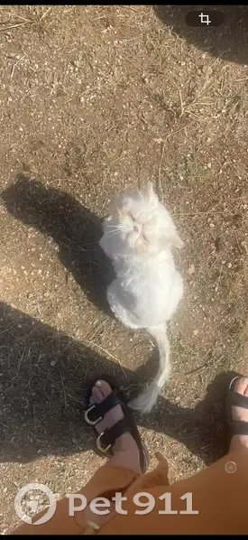 Perdido gato masculino, Diseminado Sector 6, 271, Llucmajor — persa blanco, cara chata y pelo rapado - photo