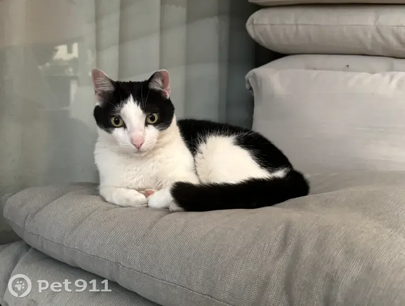 Gato perdido macho en Carrer de Pazzis Sureda, 3, Palma — con microchip - photo