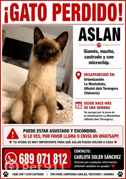 Perdido gato masculino siamés, Carrer Secretari Mateu, Albalat dels Tarongers, Sagunto — 9 meses - photo