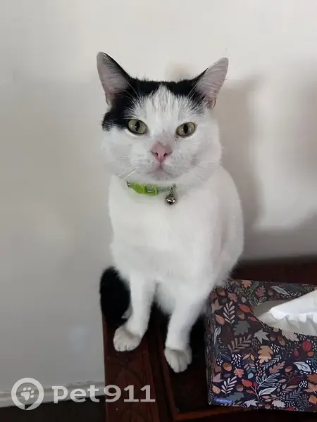 Lost cat, Taylor Avenue, Maitland City Council, Sydney — male, bright green collar - photo