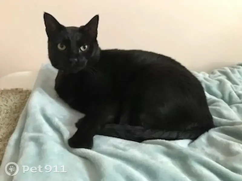 Missing cat Female, Goulburn (al496625) - photo