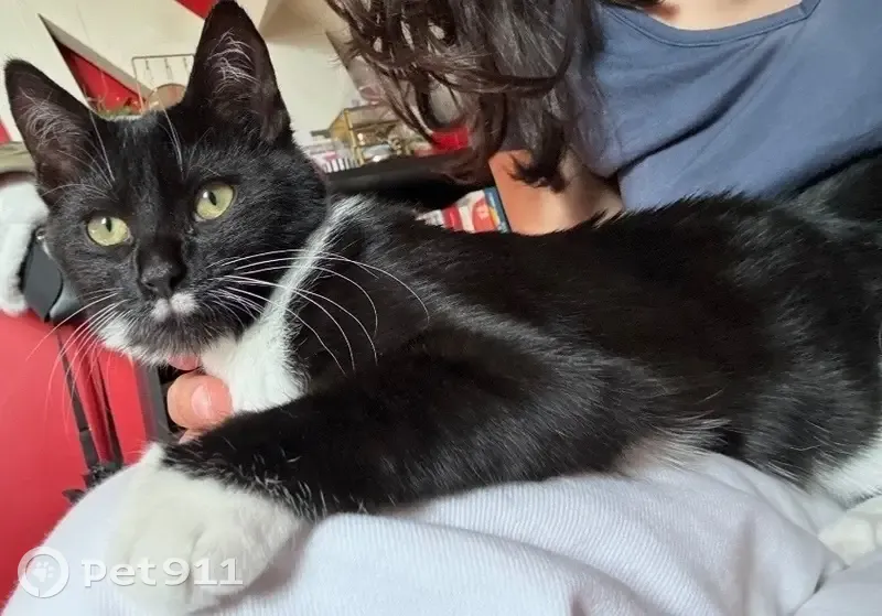 Chat perdu, Rue Jean Allemane, 34, Champigny-sur-Marne - petite chatonne de 5 mois - photo