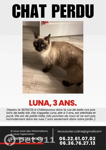 Perdu chat femelle, Rue de Belle-Rive, Saint-Denis - petite taille et stérilisée - photo