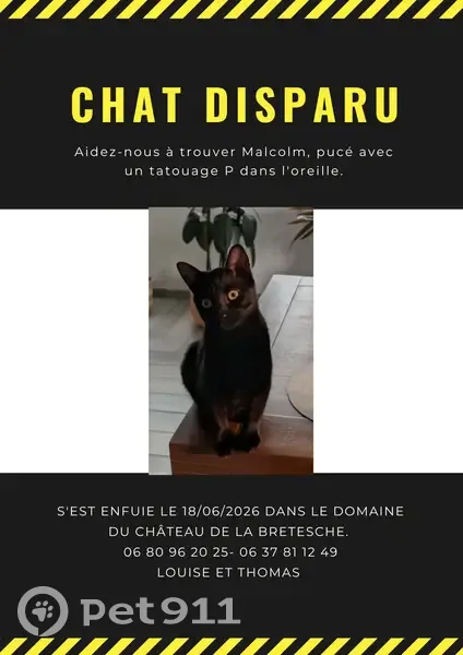 Chat perdu mâle, Route du Tertre à Burin, Missillac — petit tout noir avec tatouage P - photo