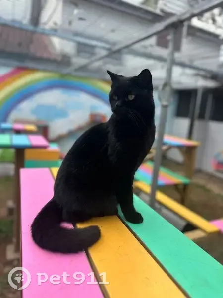 Chat perdu femelle, Rue de la Plaine, 65, Le Grand-Lemps — noire unie, pucée et castrée - photo