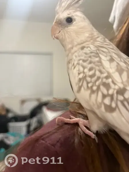 Lost bird, Guirado Street, 2802, Los Angeles - female cockatiel, all white with gray speckles - photo