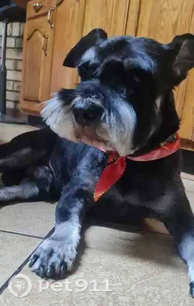 Lost dog, Ryan Street, Carletonville, Johannesburg - male, with a collar - photo