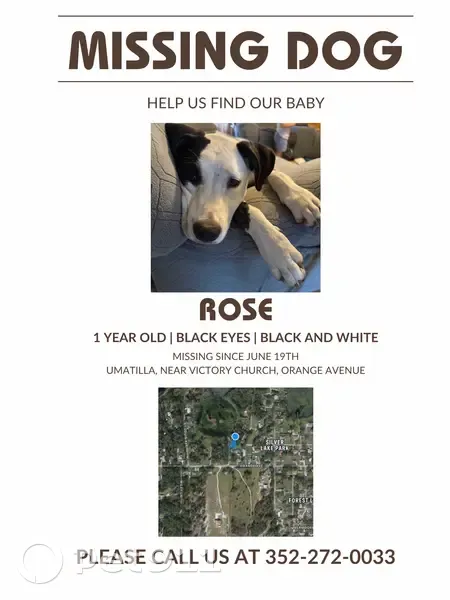 Lost dog, Beach Drive, 37311, Umatilla - photo