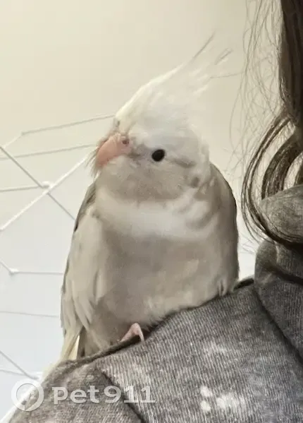 Lost Bird male, Chimineas Avenue, 6857, Los Angeles — flew west toward Reseda and Vanowen - photo