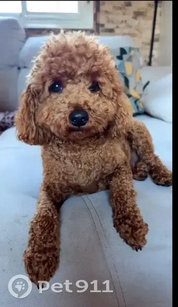 Perdido perro hembra, Calle Venecia, 8, Jerez de la Frontera - caniche rojizo - photo