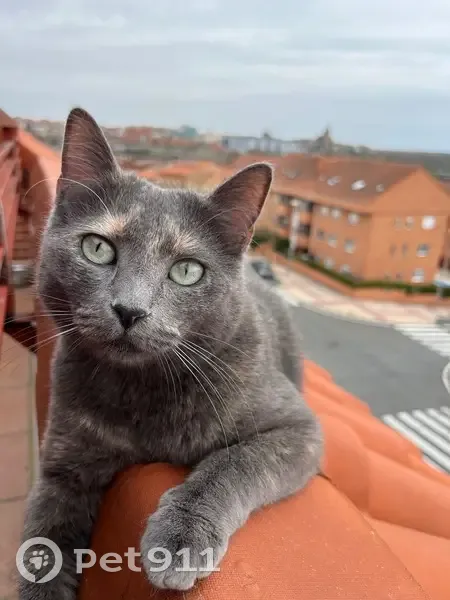 Perdido gato hembra, Calle Juan Ruiz Peña, 8, Salamanca - color gris con destellos más claros - photo