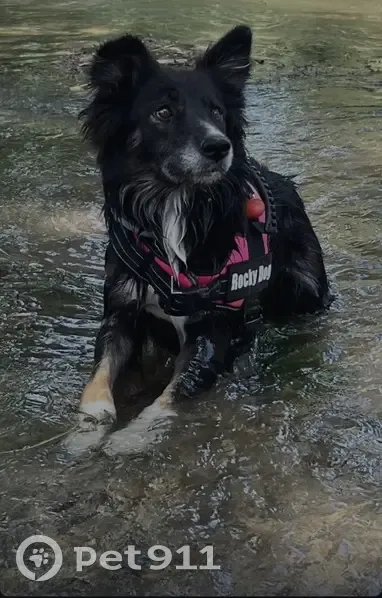 Perdido perro hembra, Camino Ermita, 10, Villaco, Palencia - negro con blanco y detalles en marrón - photo