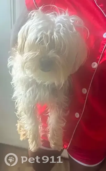 Lost dog, Milwaukee, Wisconsin, Chicago - off-white with brown spots - photo
