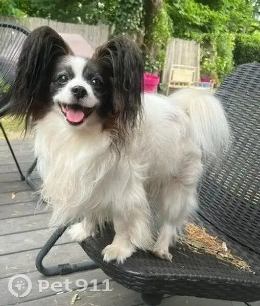 Chien perdu mâle, Rue George Sand, 26, Rueil-Malmaison, Paris - papillon marron et blanc - photo