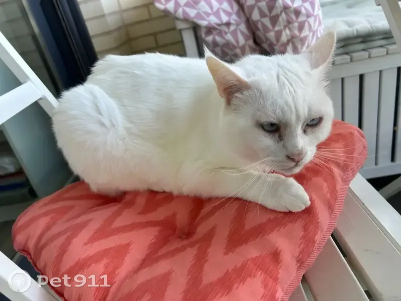 Perdido gato masculino, Avenida de Juan Antonio Samaranch, 121, Hortaleza - blanco con ojos azules - photo