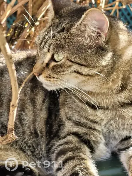 Chat perdue, Rue Pampoule, Louviers, Lyon - femelle tigrée grise, un peu d'embonpoint - photo