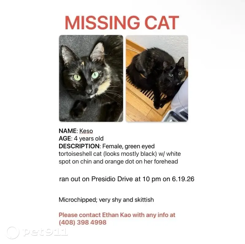 Lost cat, Presidio Drive, Cupertino, Sunnyvale - female, very shy and skittish - photo
