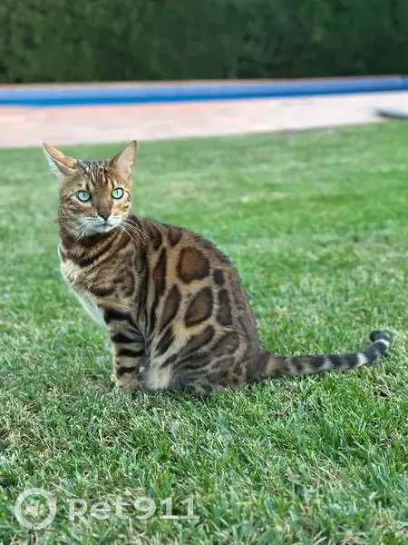 Perdido gato masculino bengalí, Can Llobet, Bellaterra, Pozuelo de Alarcon - 8 años, castrado, con chip - photo