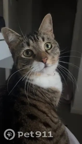 Lost cat, Napthali Close, 4, Charnwood, Belconnen - female tabby with blue and white striped collar - photo