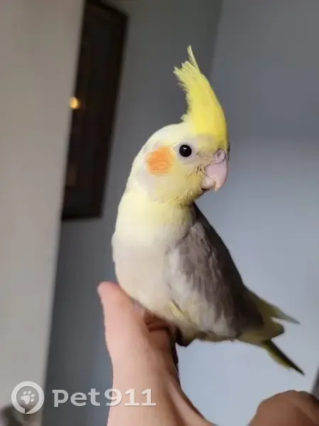 Lost bird, East Hazel Street, 238, West Chicago - male - photo