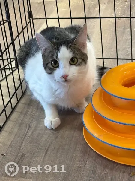 Lost cat male, New York 111, 554, Hauppauge - tabby & white, microchipped - photo