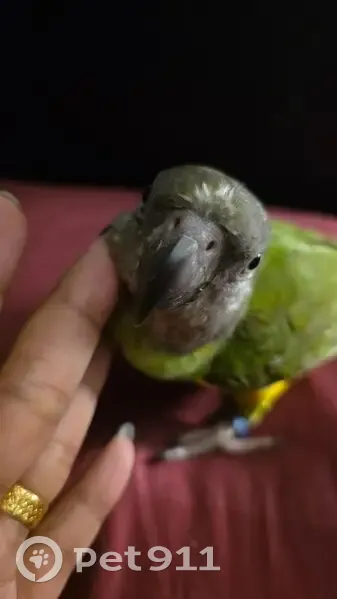 Lost bird, Yishun Avenue 6, 431, Sengkang - male, blue ring on leg - photo