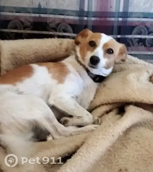 Lost dog, Barry Road, 158, City of Whittlesea, Ballarat - male Jack Russell x - photo