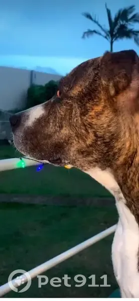 Lost dog, Merindah Street, Logan, Brisbane - gate was open - photo
