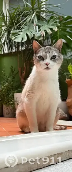 Perdido gato macho, Carrer Major, 15, Godella, Valencia - blanco y beige, ojos azules - photo