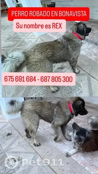 Perro perdido masculino, Bonavista, Comunidad Valenciana, Sevilla - llevaba un arnés rojo - photo