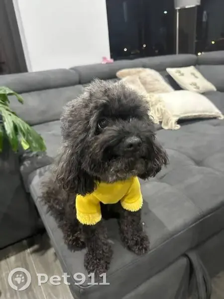 Lost dog, Handle Street, 18, Canterbury-Bankstown Council, Sydney - male, grey fur on his head - photo