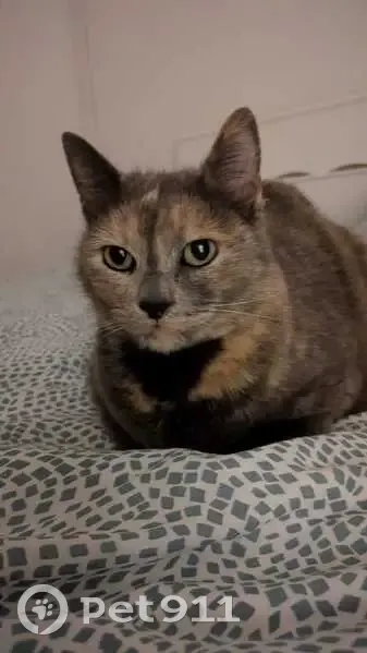 Chat perdu, Chemin des Petits Plans, 30, Cagnes-sur-Mer - petite taille, bout de queue beige - photo