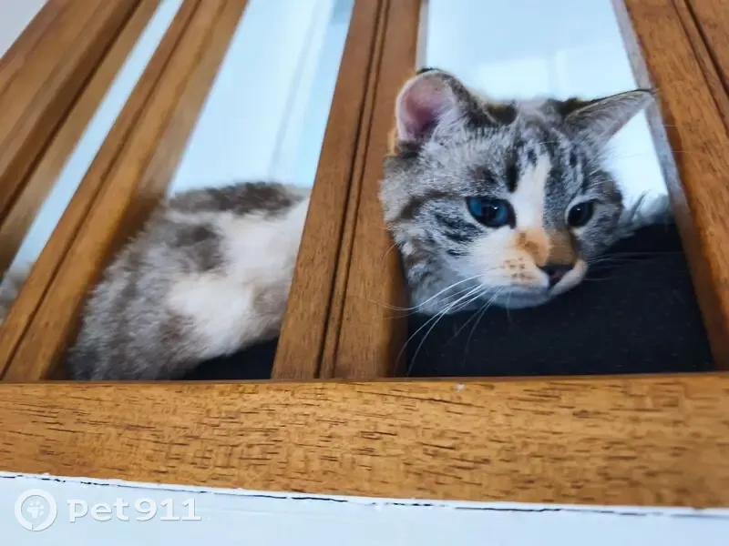 Chat perdu, Rue Germaine Richier, 29, Toulouse - femelle - photo