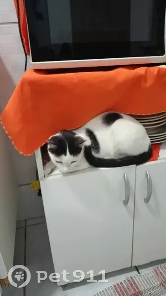 Perdido gato fêmea, Rua Adolfo Marcelino Lemos, 113 - branca e preta, muito dócil - photo